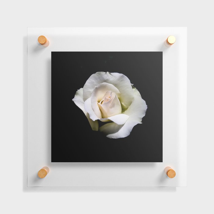 White rose bud Floating Acrylic Print