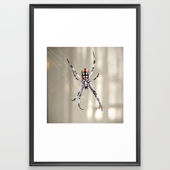 Spider on a Web Framed Art Print