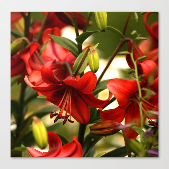 Red Lilies Canvas Print