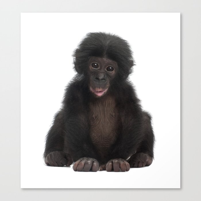 Bonobo Monkey Canvas Print