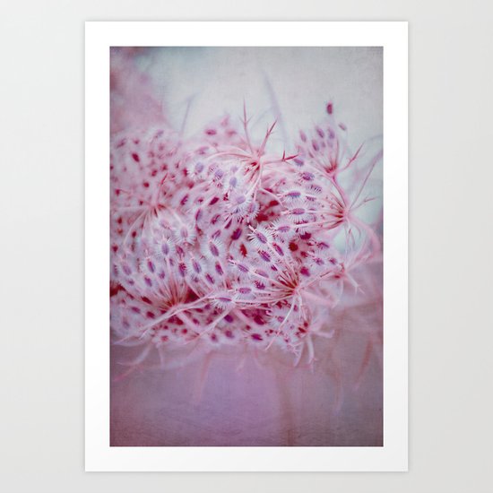 Queen Anne's lace Art Print