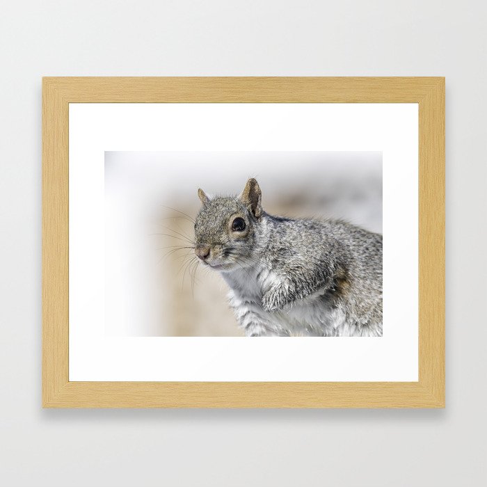 Wet paw Squirrel Framed Art Print