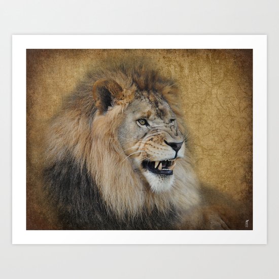 Snarling Male Lion Art Print