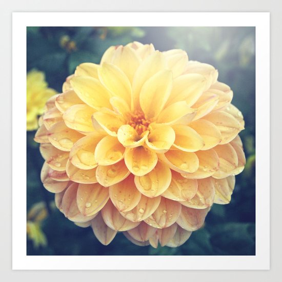 Pretty Yellow Dahlia Art Print
