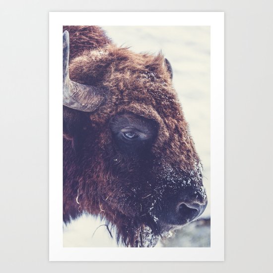 Bison Art Print