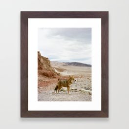 Coyote in Death Valley California Framed Art Print
