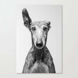 Rayito el Galgo - Dog portrait - Greyhound Canvas Print