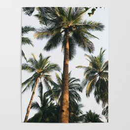 palm trees v Poster