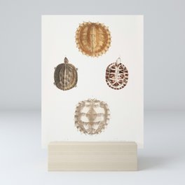 Spinose Terrapin & Amborna Box Tortoise Mini Art Print