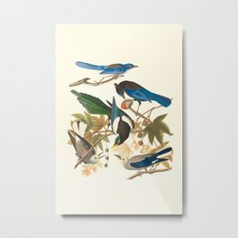 Yellow-billed Magpie, Stellers Jay, Ultramarine Jay and Clark's Crow Metal Print