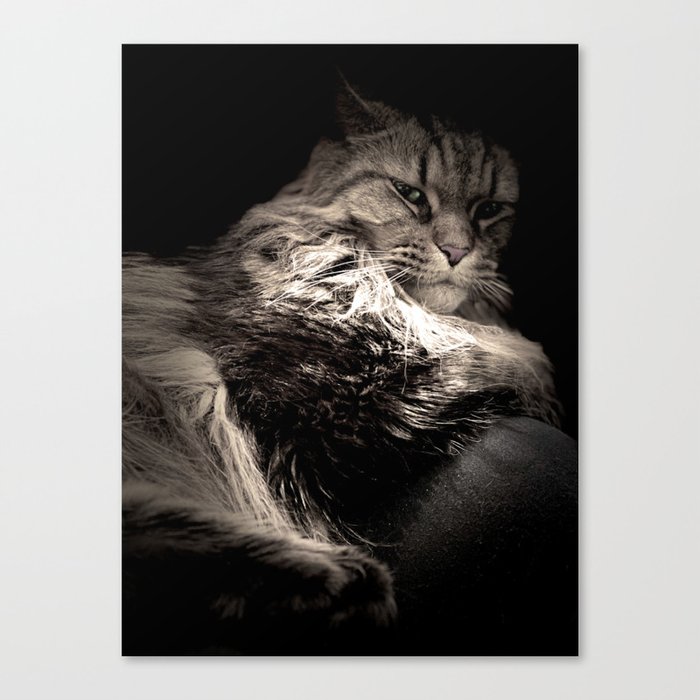 Cat Chat  Canvas Print