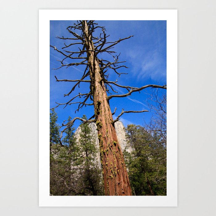 Yosemite Tree Art Print