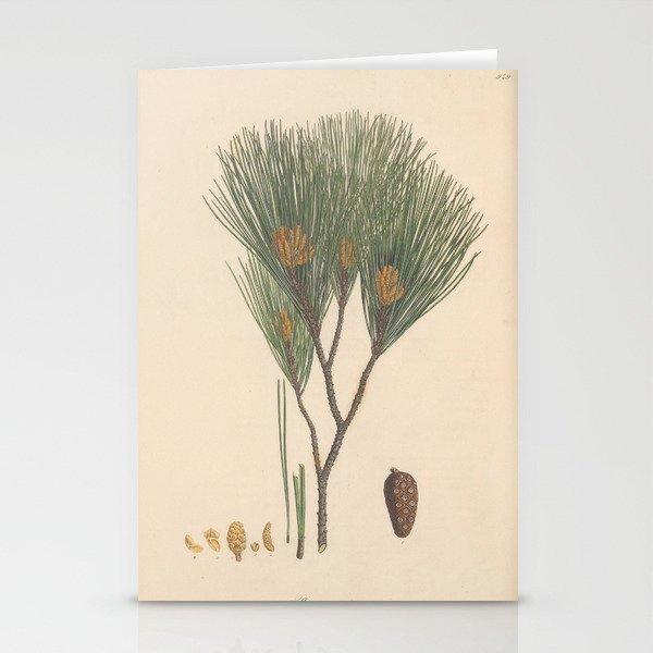 Botanical Pine Stationery Cards