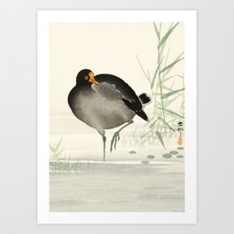 Moorhen in the swamp water - Vintage Japanese Woodblock Print Art Print