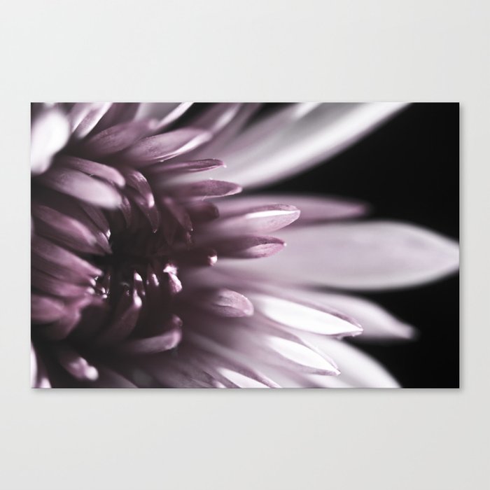 Macro Flower, Pink Dahlia Canvas Print