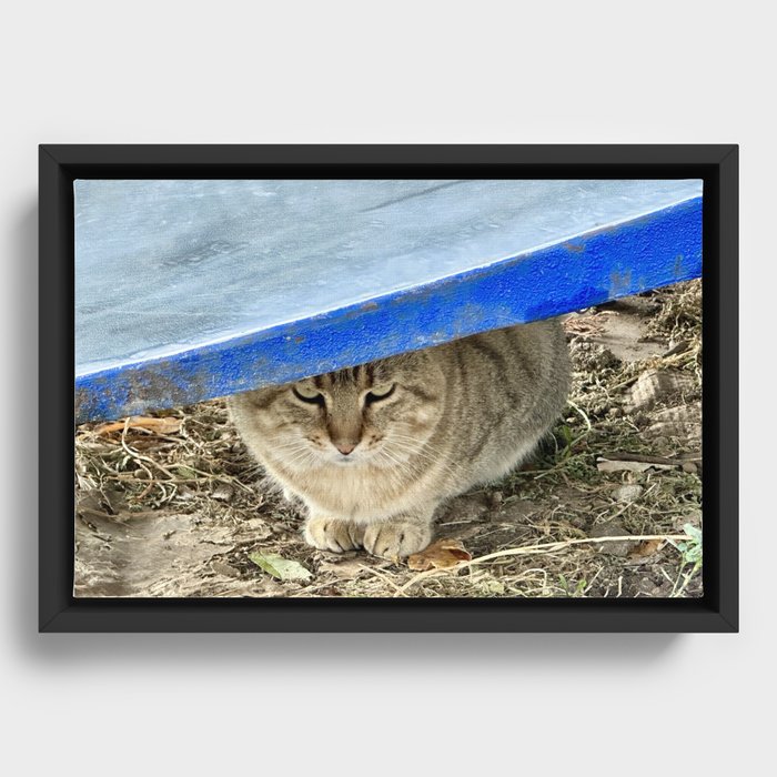 Pussycat Framed Canvas
