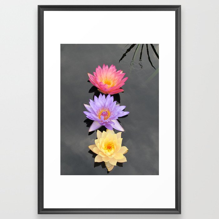 Three Lotuses Framed Art Print