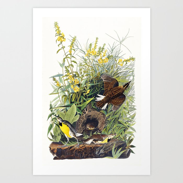 Meadow Larks by Audubon Art Print