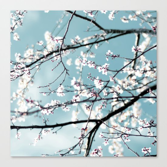 spring blossoms Canvas Print