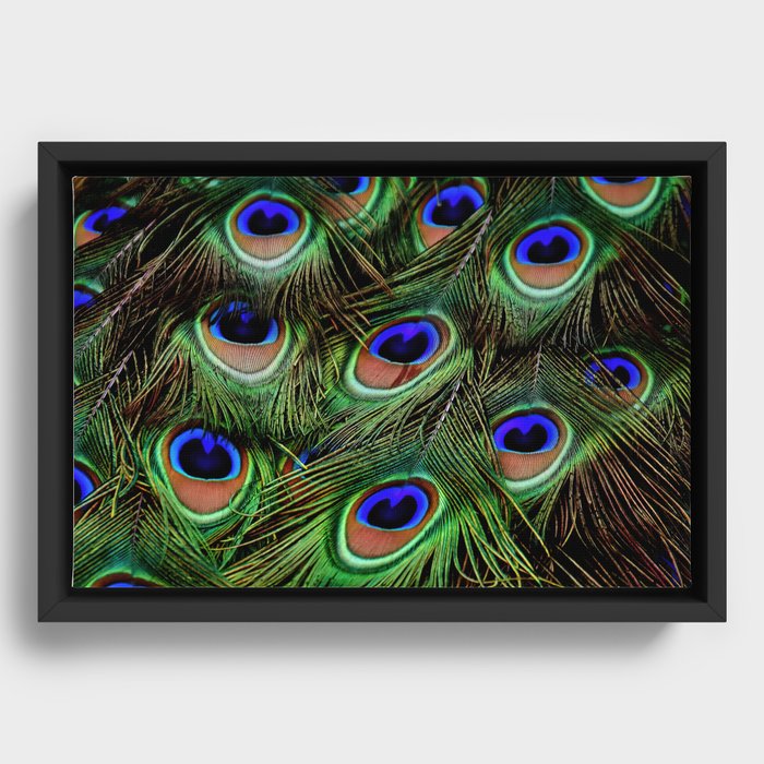 peacock feathers Framed Canvas