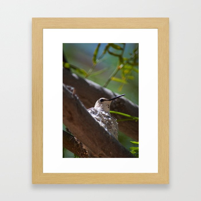 Hummingbird Momma Framed Art Print