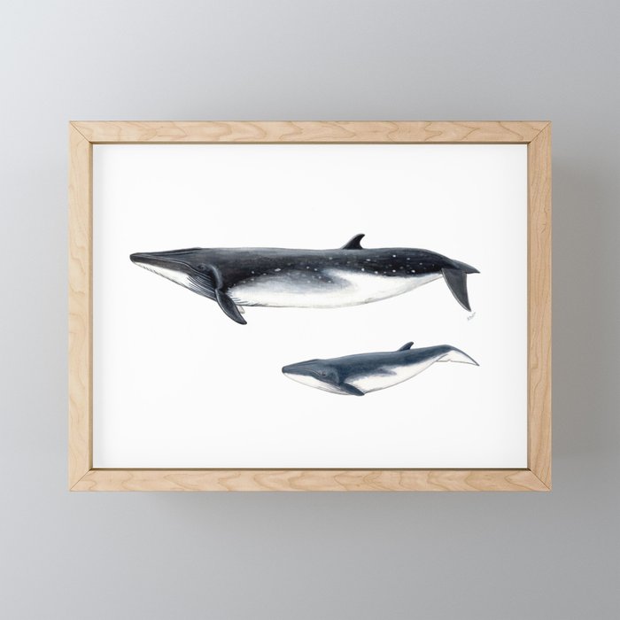 Bryde´s whale and baby whale Framed Mini Art Print