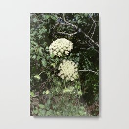 Queen Anne's Lace II Metal Print | Filmphotography, Colourfilm, Nature, Flower, 35Mm, Flowerfilm, Color, Flowerphotography, 35Mmphotography, Photo 