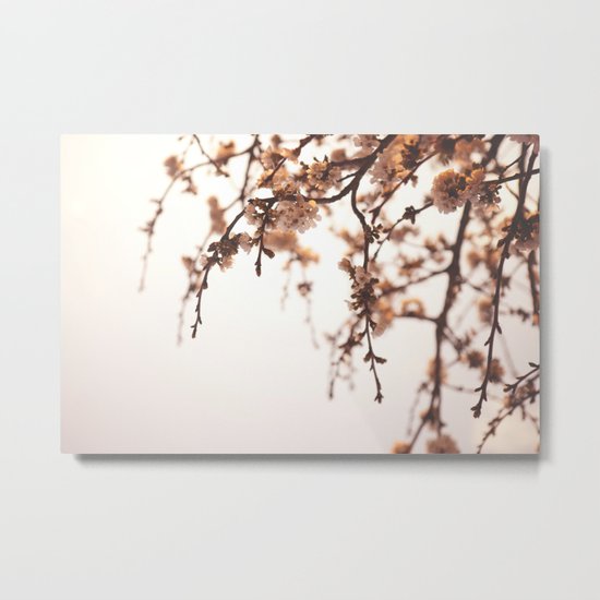 Cherry Spring Metal Print