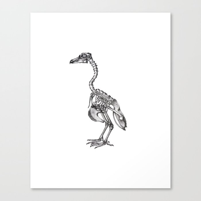 Rodrigues Solitaire Bird Canvas Print
