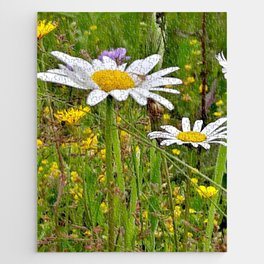 Wild daist flowers o the summer field with spider Jigsaw Puzzle