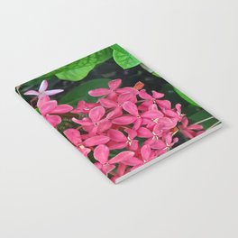 Mexico Photography - Pink Flowers Surrounded By Leaves Notebook