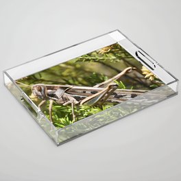 South Africa Photography - Insect In The Wilderness Acrylic Tray