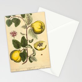 Qiunce by Elizabeth Blackwell from "A Curious Herbal," 1737 (benefiting The Nature Conservancy) Stationery Card