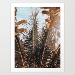 Palm leaves in Tulum Art Print