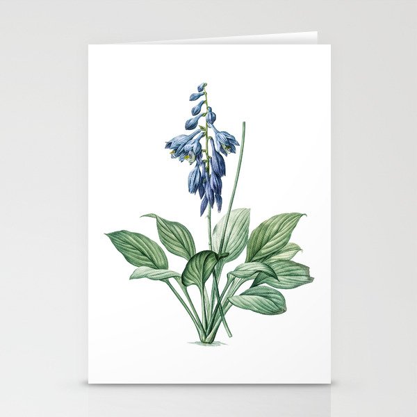 Vintage Daylily Botanical Illustration on Pure White Stationery Cards