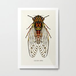 Cicada Orni Bug Metal Print