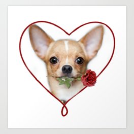 Valentines heart Chihuahua dog Art Print