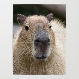 capybara muzzle nose Poster