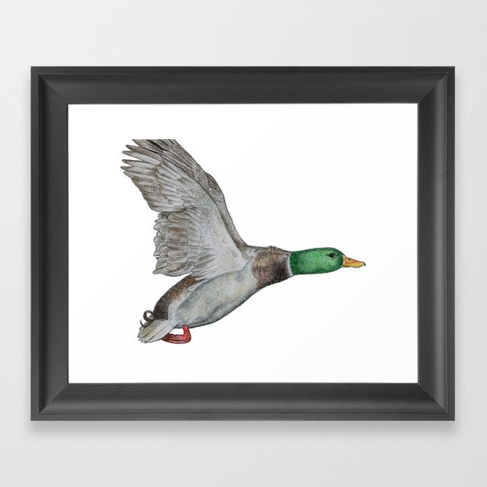 Flying Duck Framed Art Print