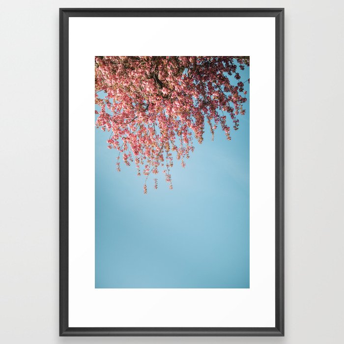 Pink blossom flowers in spring | Nature Photography |  Framed Art Print