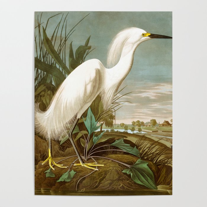 White Heron by John James Audubon Poster