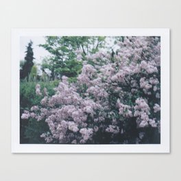 Korean Lilac Polaroid Canvas Print