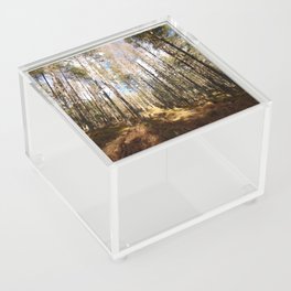 Scottish Highlands Pine Forest Sun and Shadows Acrylic Box