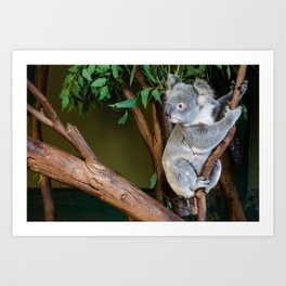 Koala in a Tree Art Print