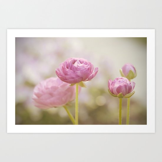 Pink floral Ranunculus flowers in love Art Print
