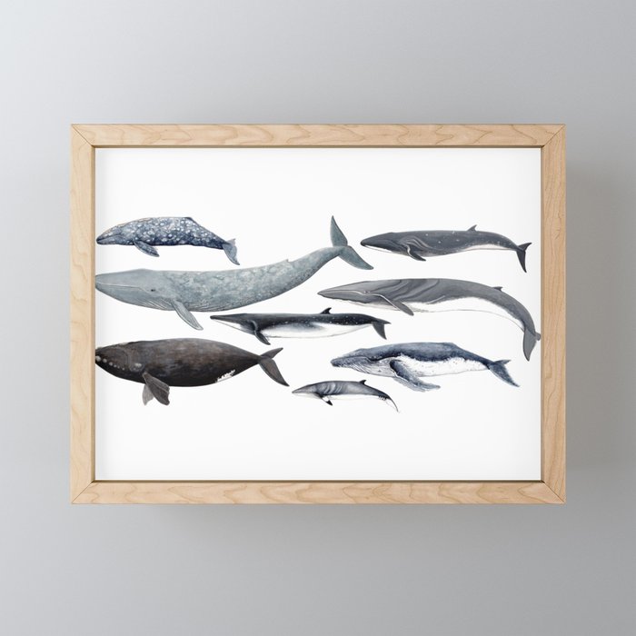Whales and right whale Framed Mini Art Print