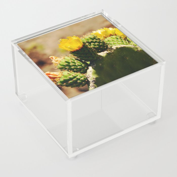 Prickly Pear Cactus | Desert Botanical Plant | Nature Photography Acrylic Box