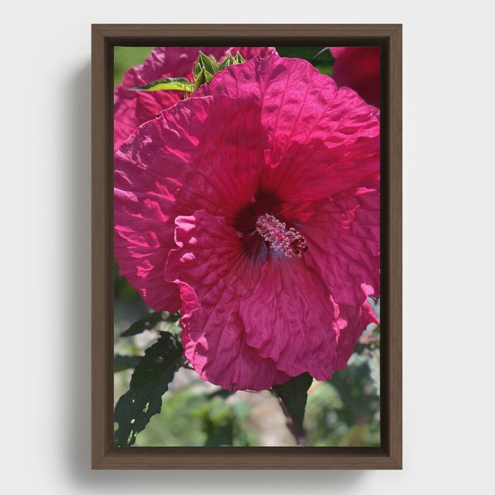 Red Hibiscus Flower Framed Canvas