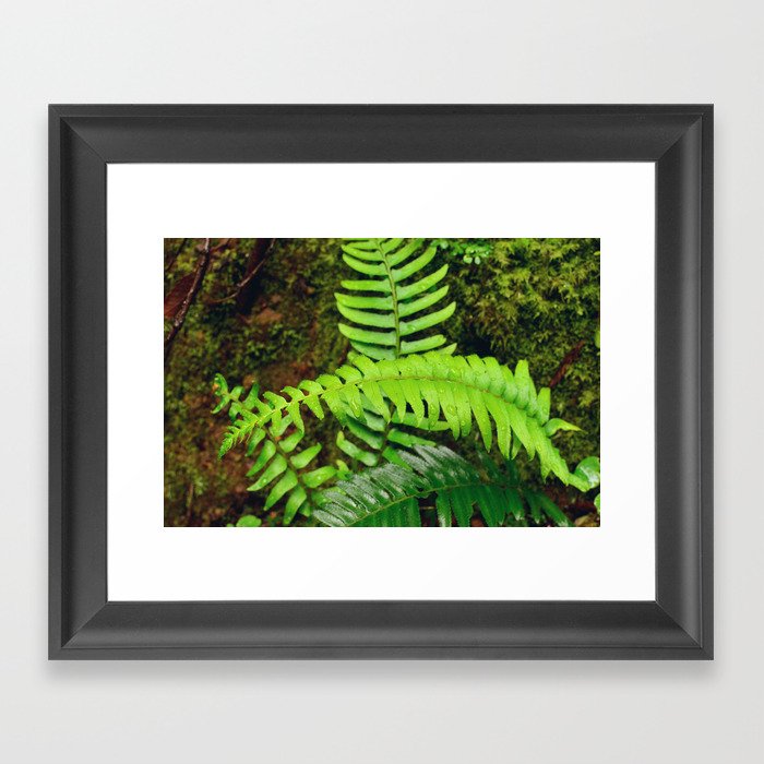 Tropical rain falling on fern leaves Framed Art Print