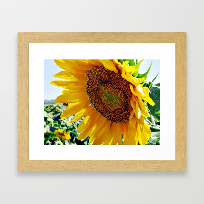 sunflower Framed Art Print